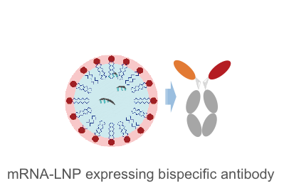 mRNA-LNP expressing bispecific antibody