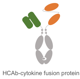 HCAb-cytokine fusion protein